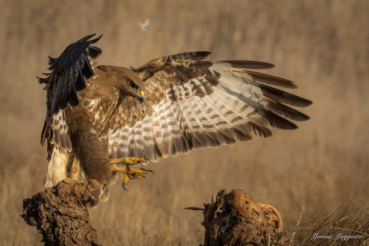 Common Buzzard - Yanina Maggiotto