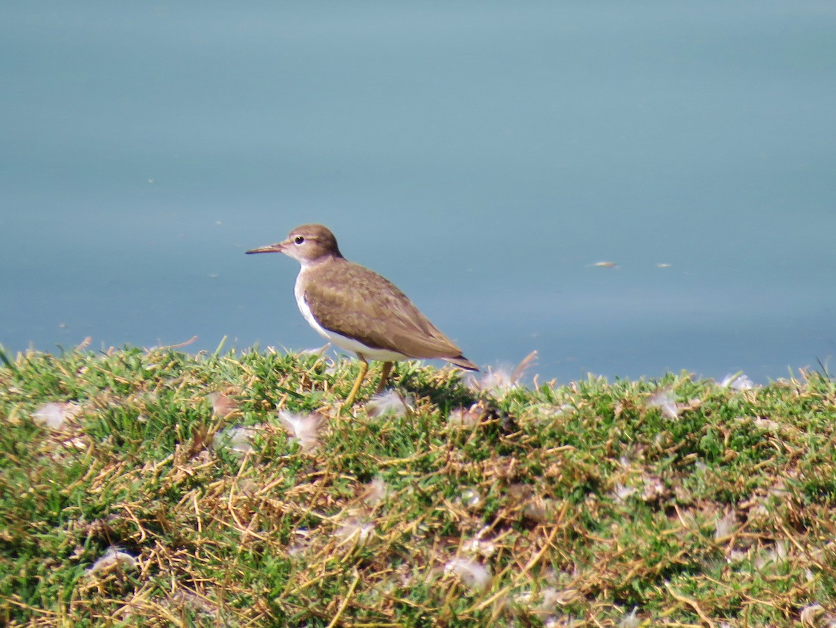 Spotted Sandpiper - ML139608471