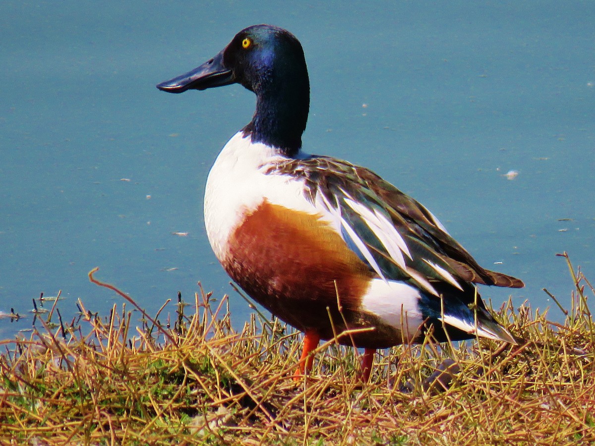 Northern Shoveler - ML139608481