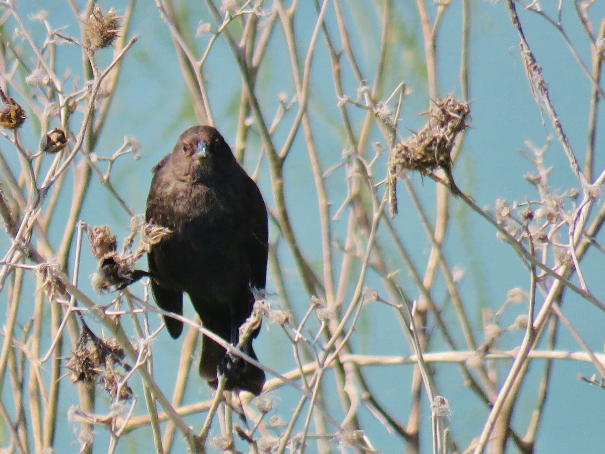 Brown-headed Cowbird - ML139608491