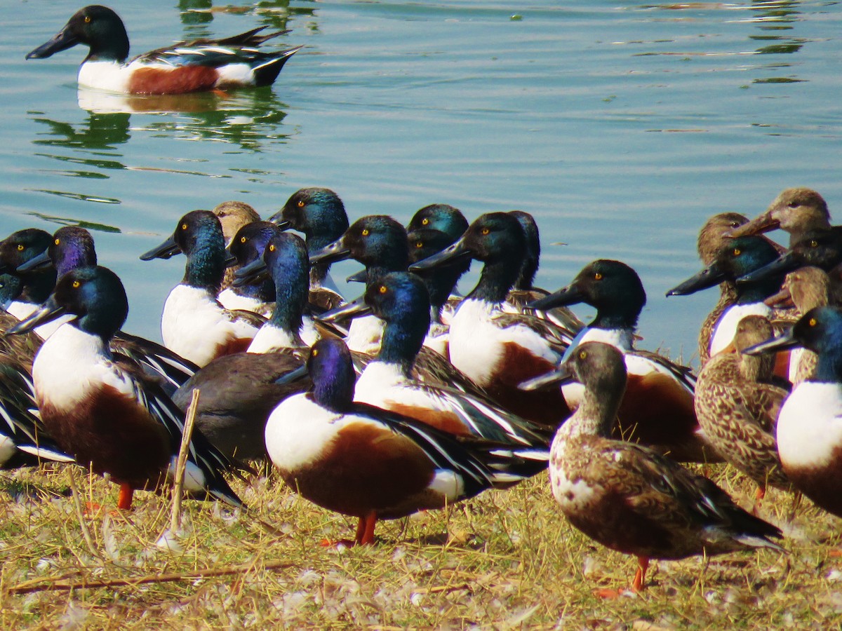 Northern Shoveler - ML139608511