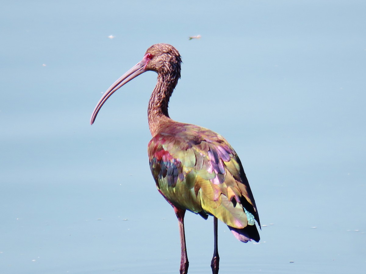 ibis americký - ML139609701