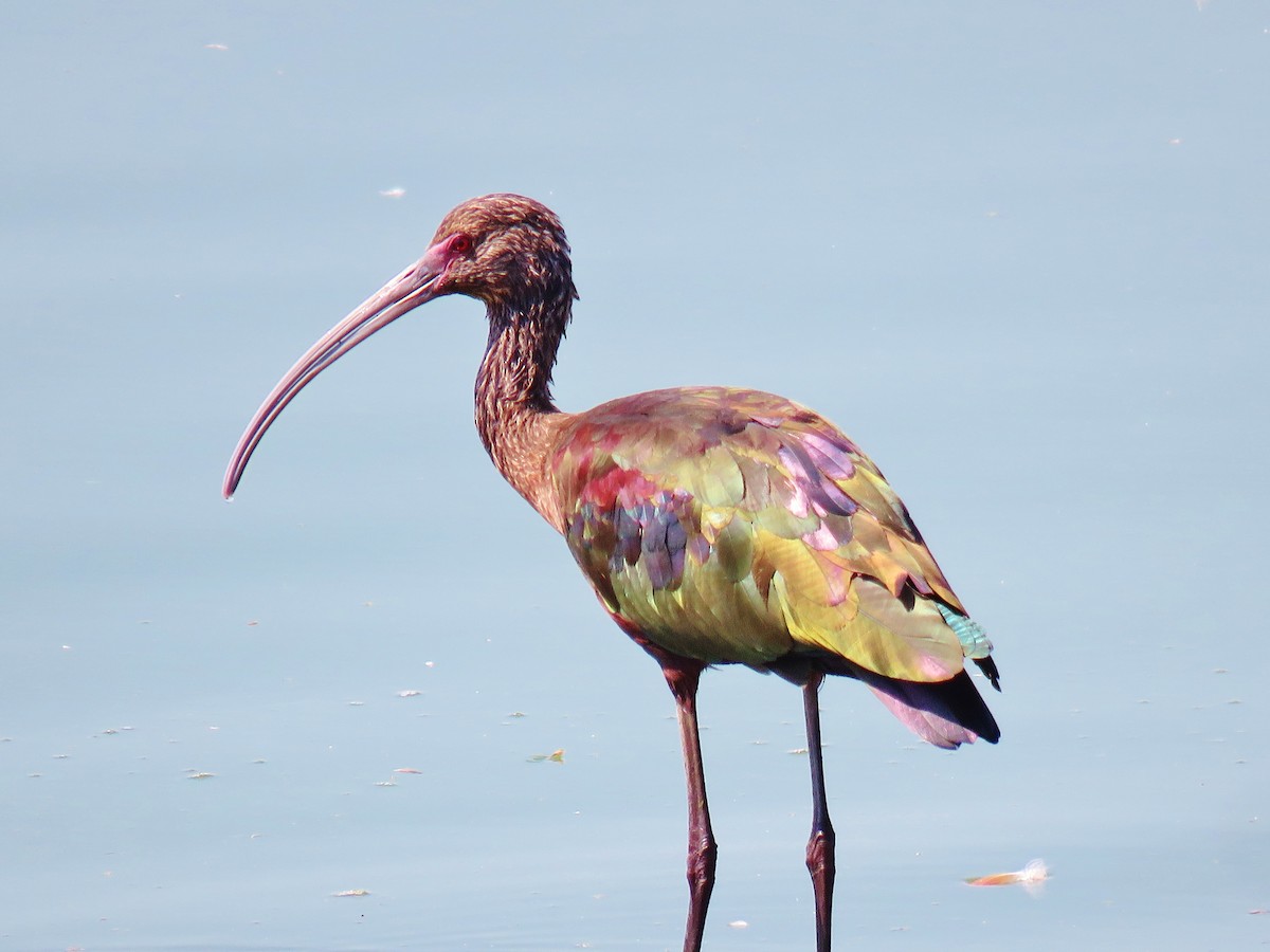 ibis americký - ML139609721