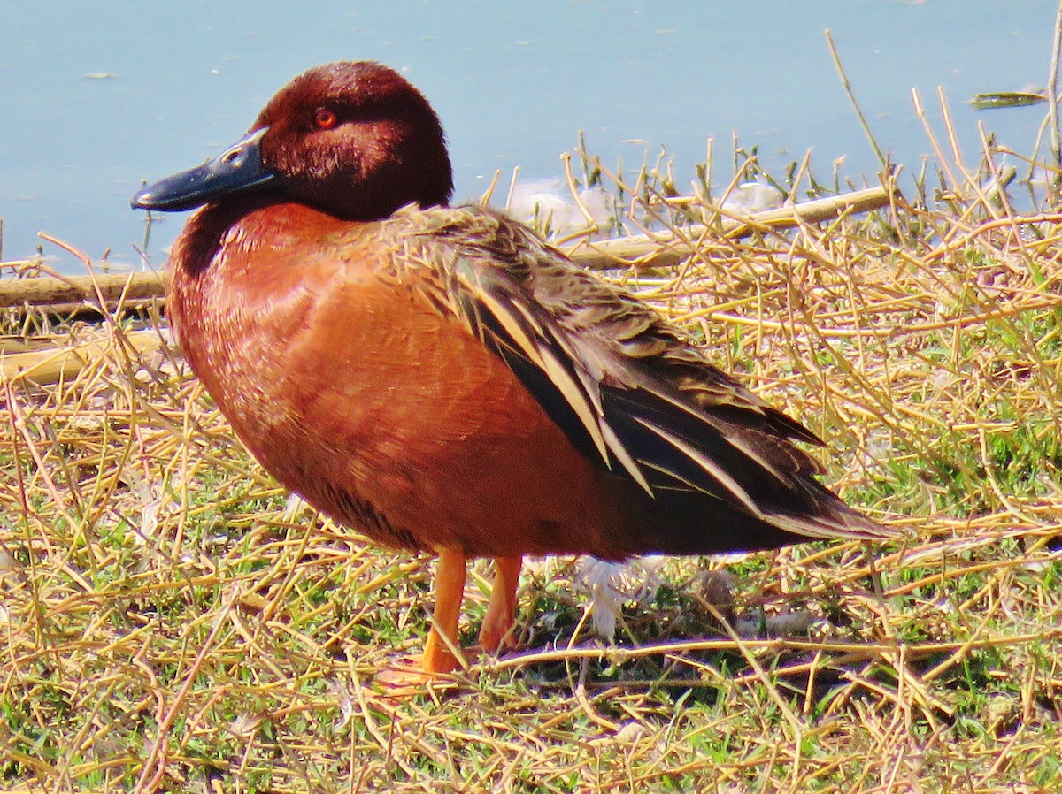 Cinnamon Teal - ML139609901