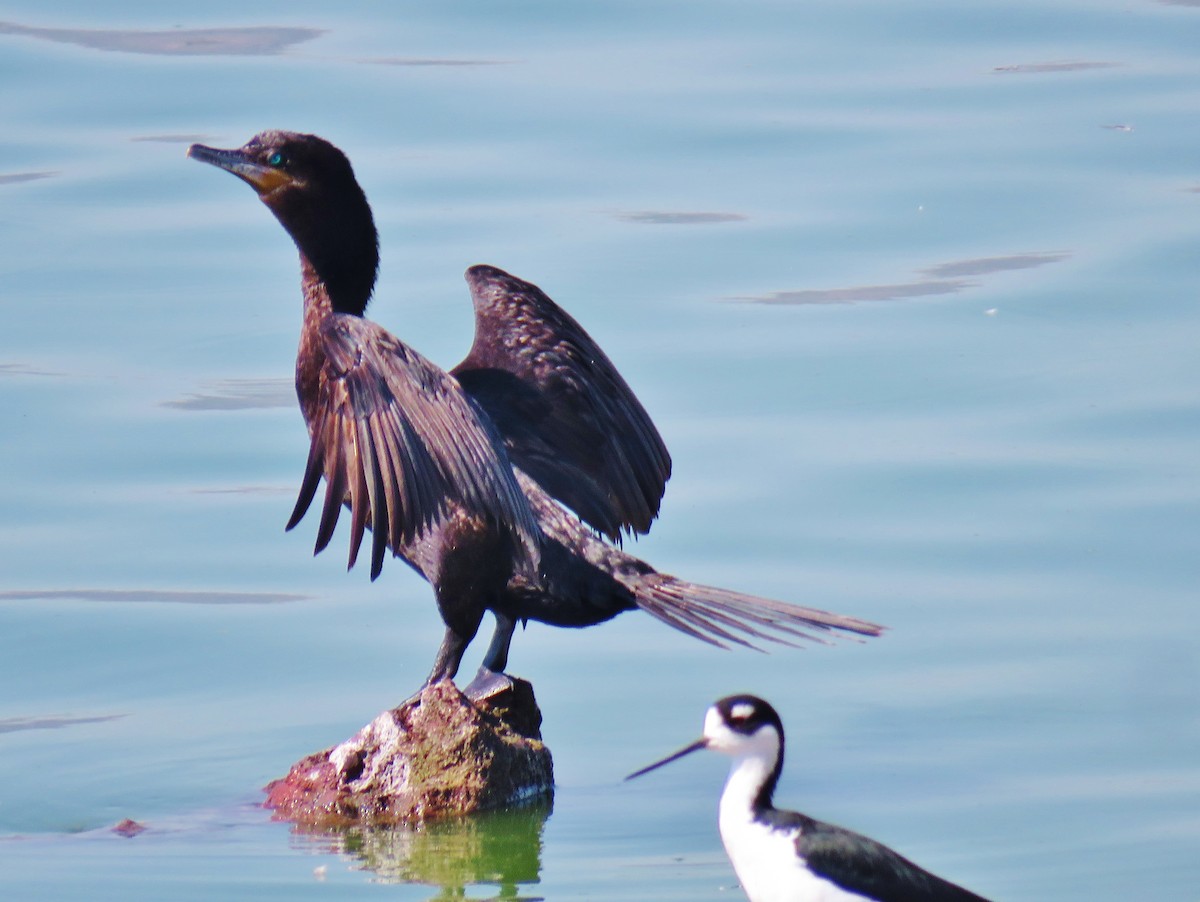 Neotropic Cormorant - ML139609911