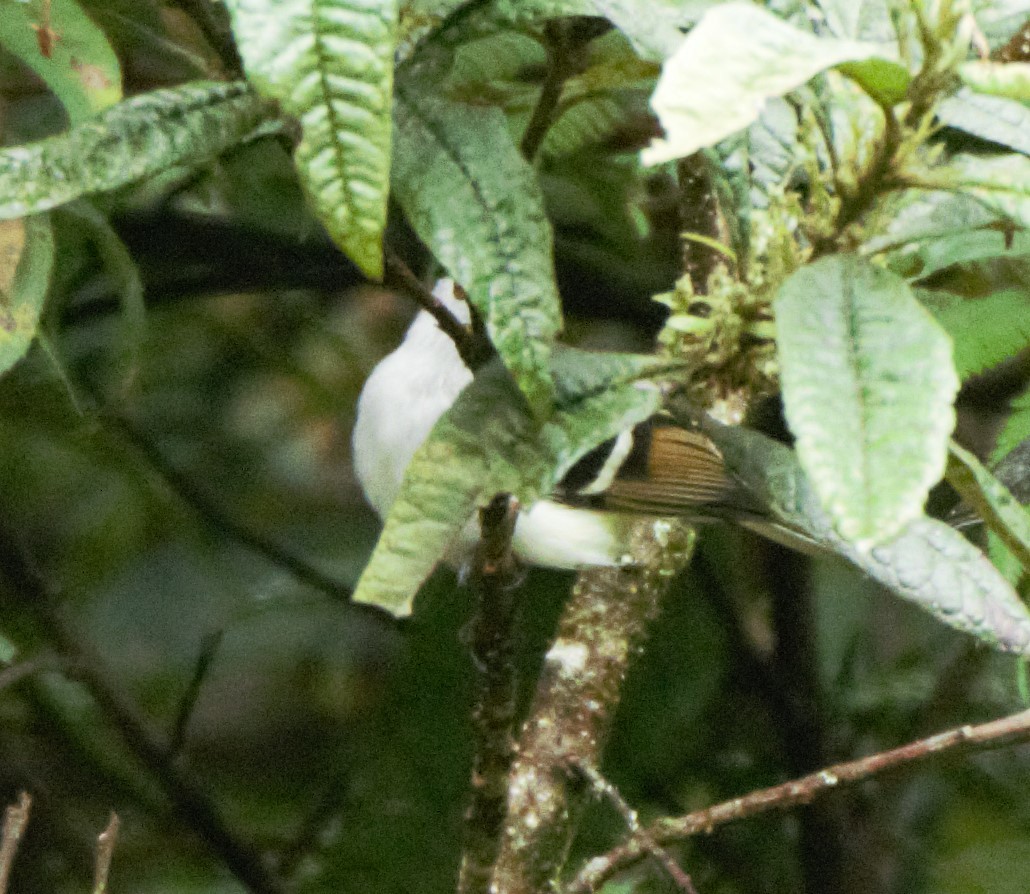 White-banded Tyrannulet - Sue Riffe