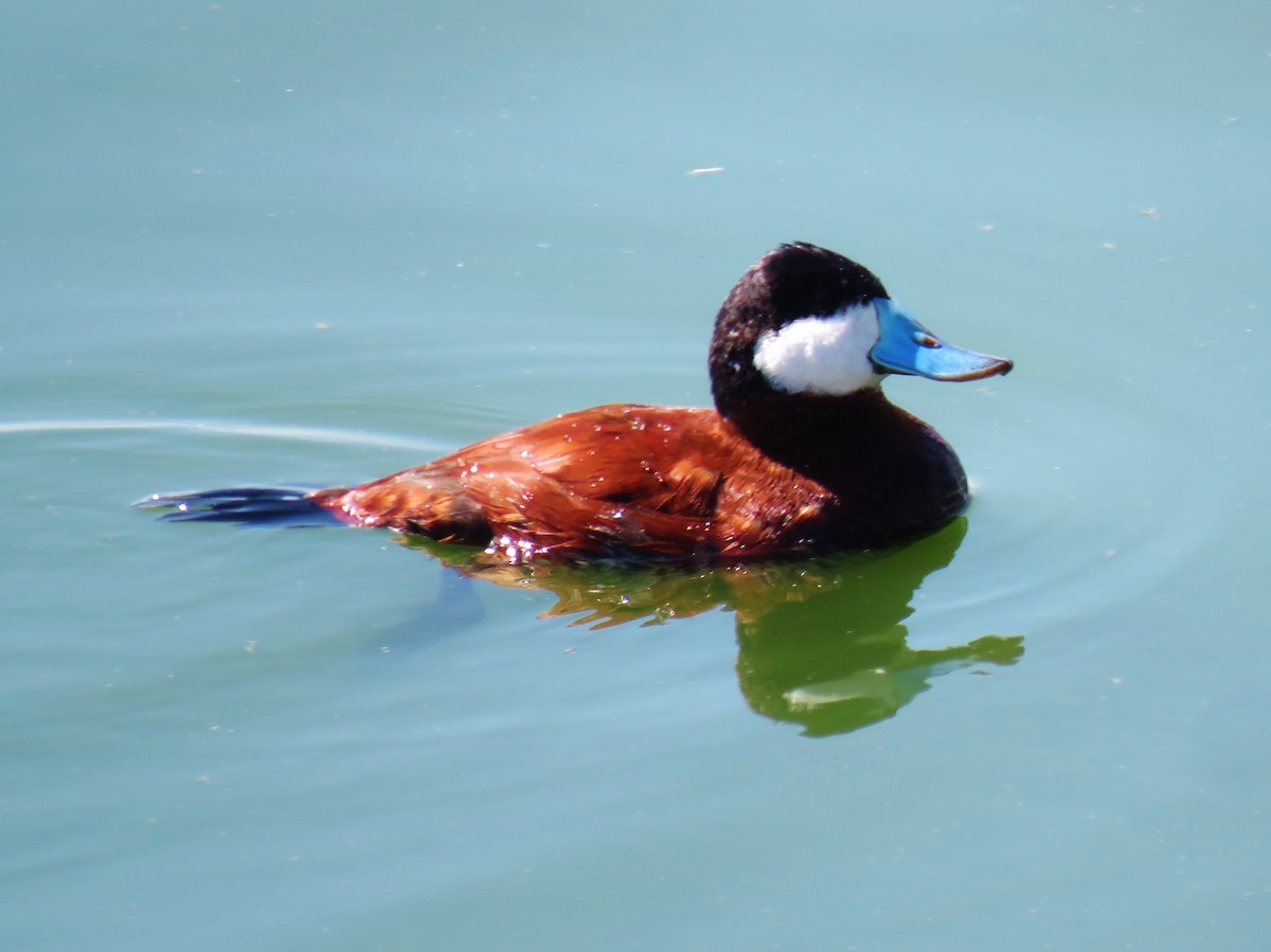 Ruddy Duck - ML139610041