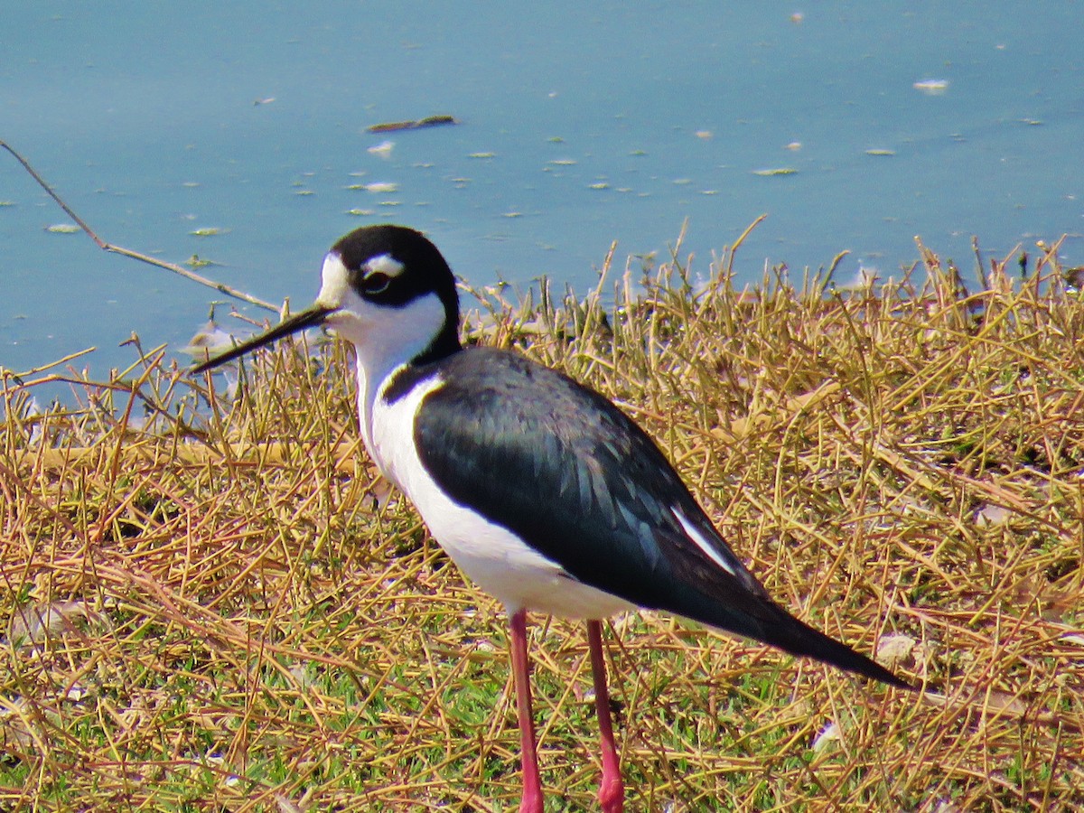 Cigüeñuela Cuellinegra - ML139610151