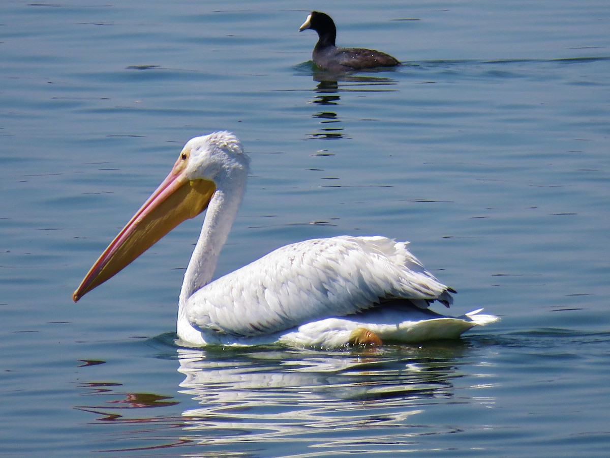 American White Pelican - ML139610291