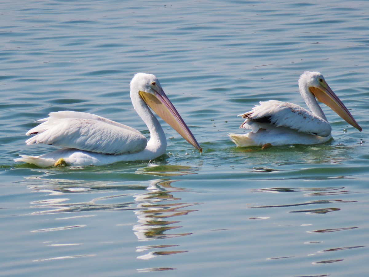 American White Pelican - ML139610471