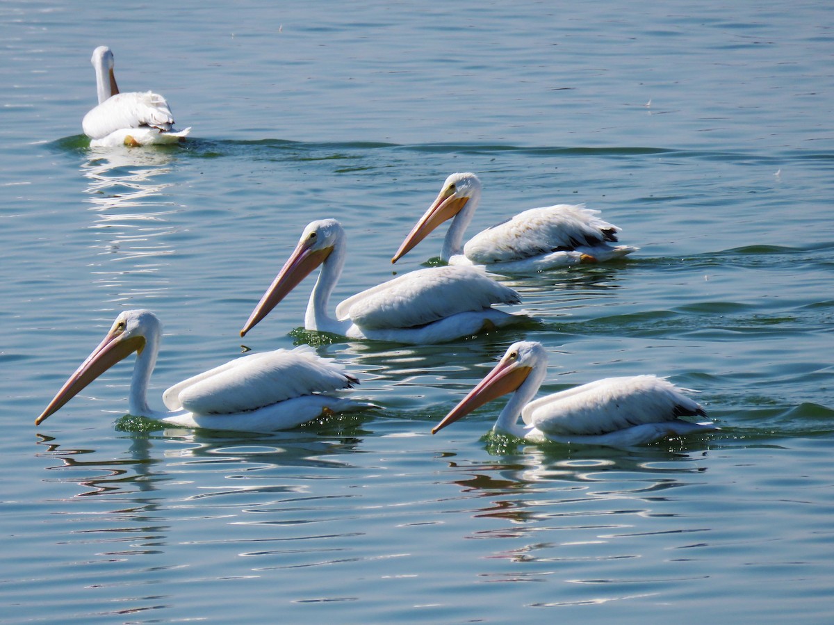 American White Pelican - ML139610531