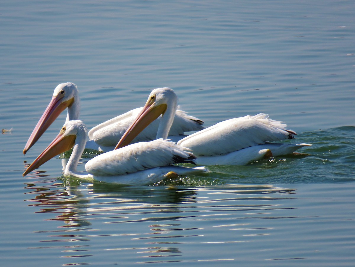 American White Pelican - ML139610551