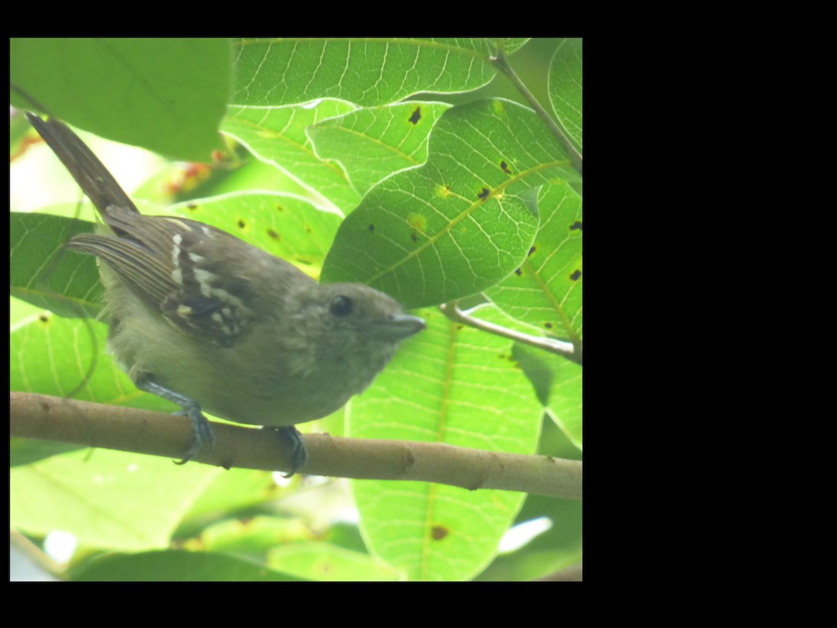 Black-crowned Antshrike - ML139612311