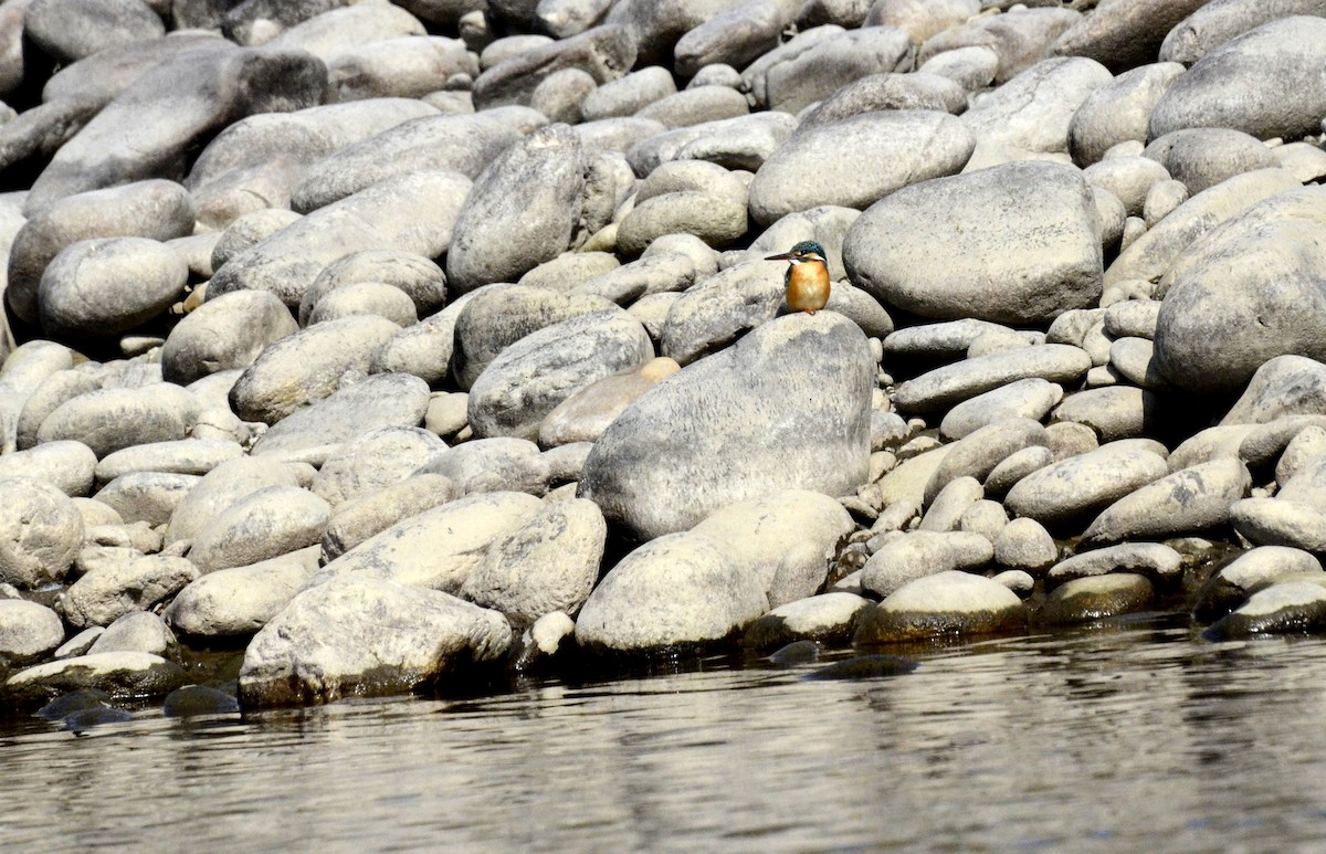 Common Kingfisher - ML139612661