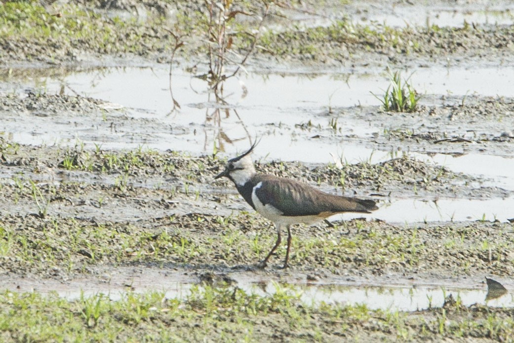 Northern Lapwing - VINIT RAU