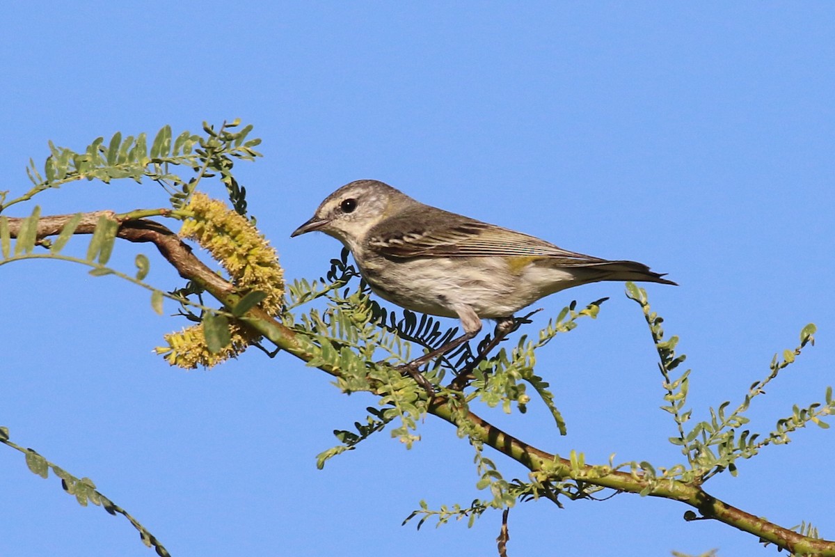 Cape May Warbler - Knut Hansen