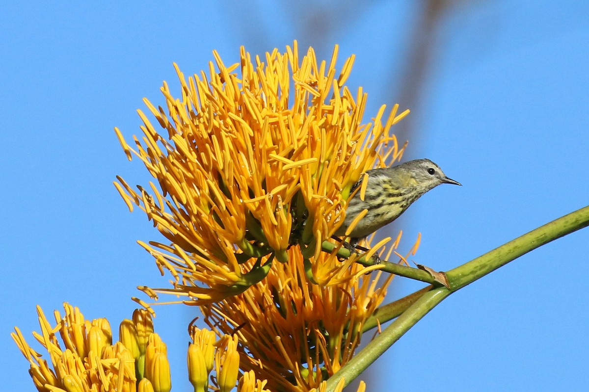 Cape May Warbler - Knut Hansen