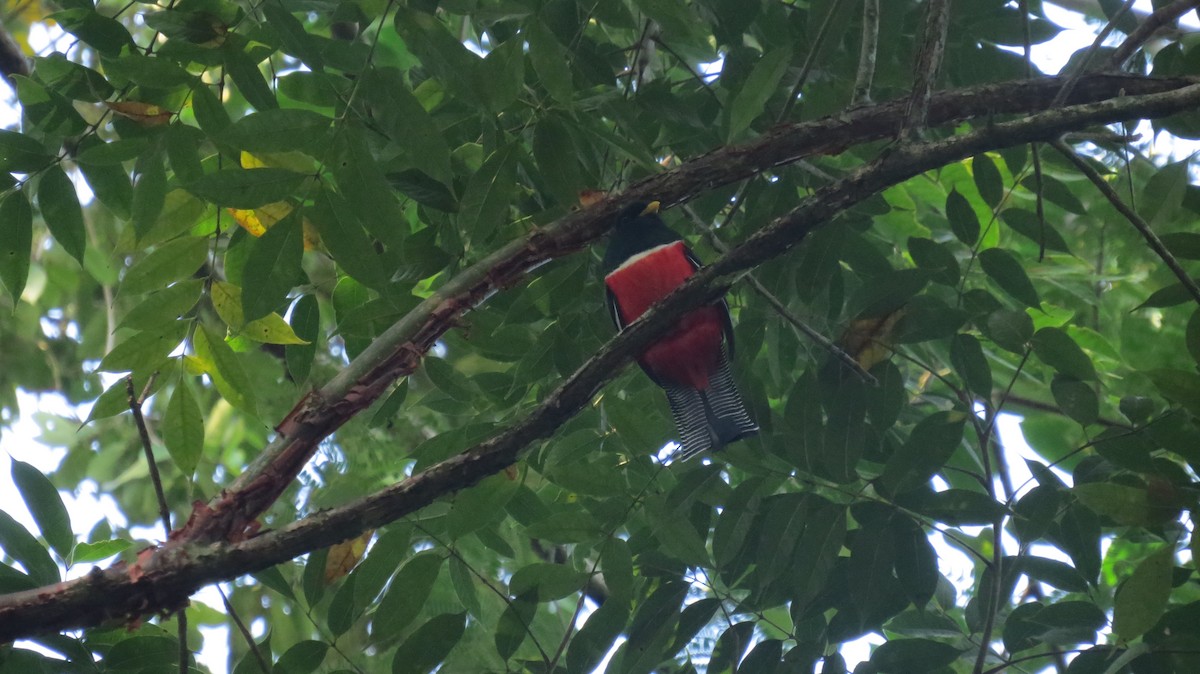 Collared Trogon - Peter  Scott