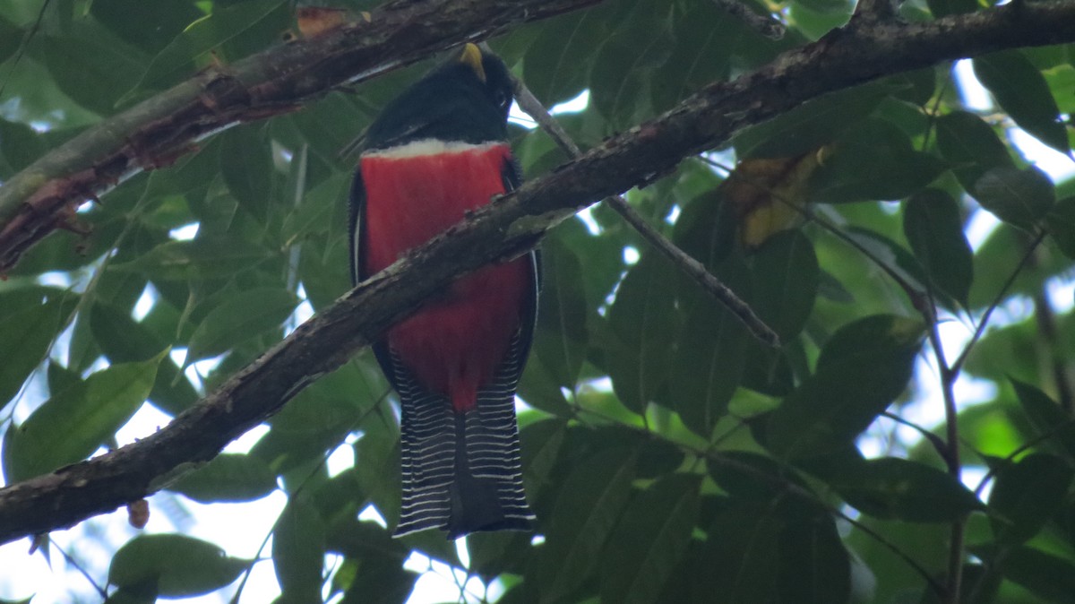 Collared Trogon - ML139614441