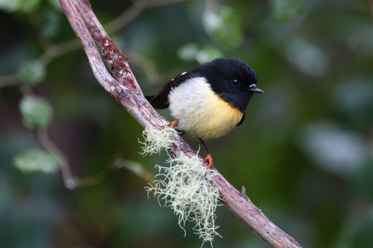 Tomtit - ML139615141