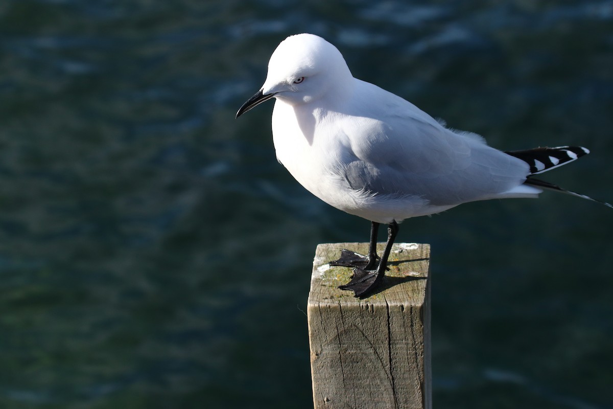 Black-billed Gull - ML139615301