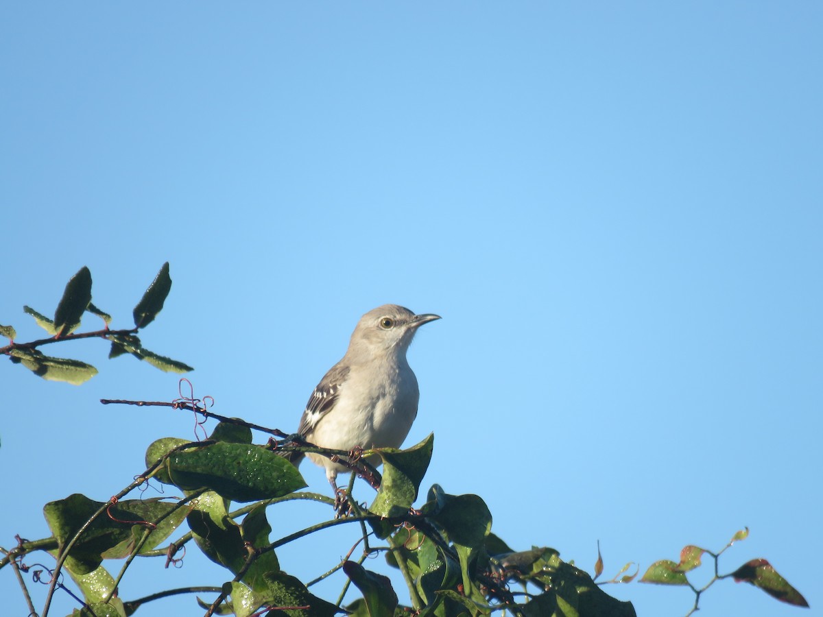 Northern Mockingbird - ML139615621