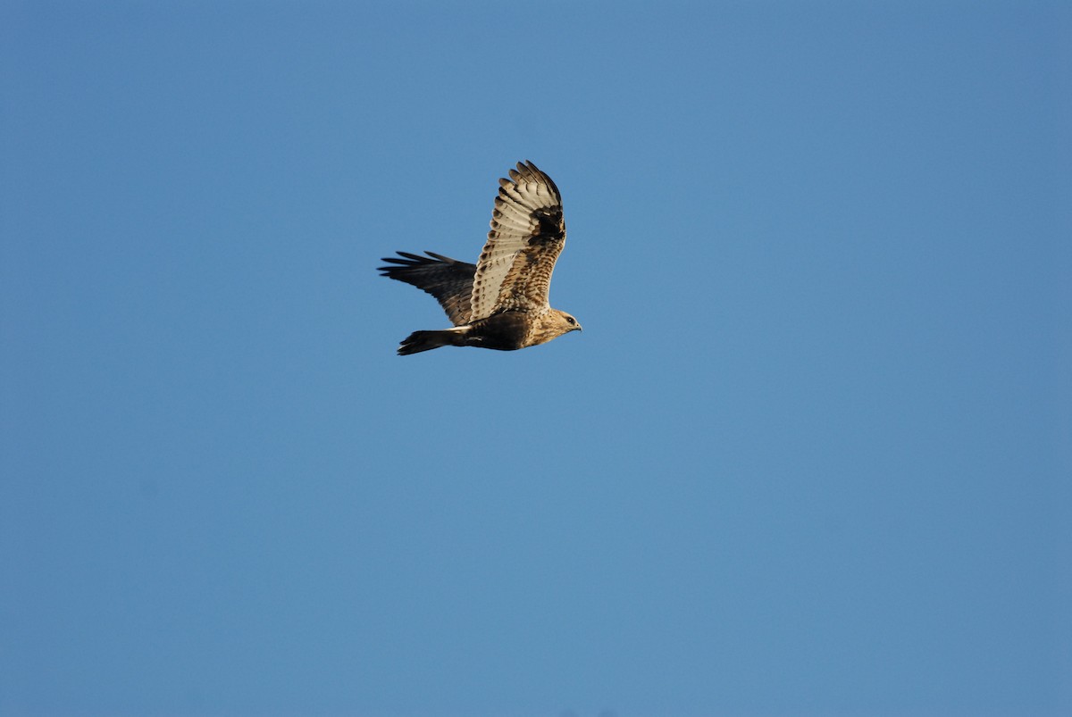 Rough-legged Hawk - ML139616251