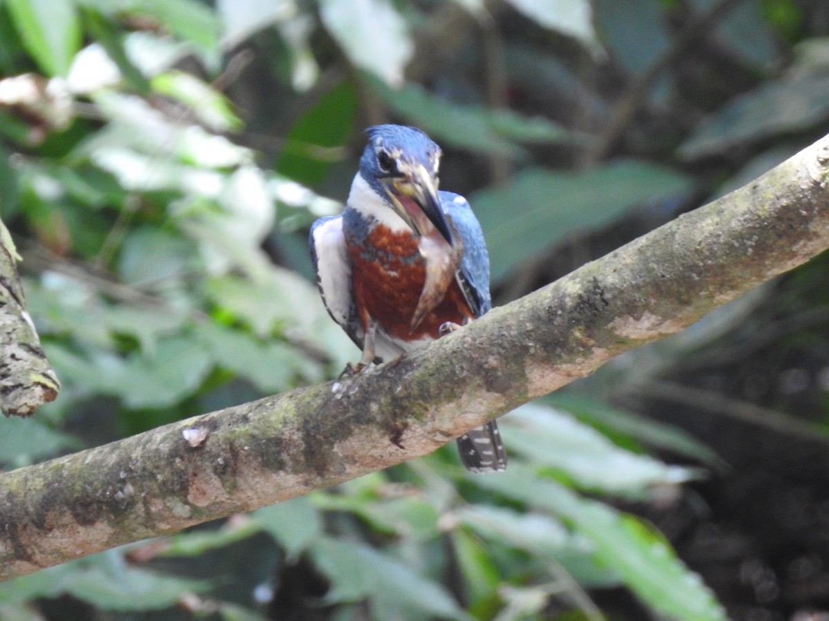 Ringed Kingfisher - ML139616311