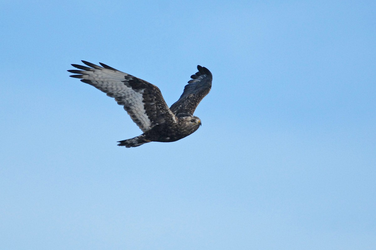 Rough-legged Hawk - ML139618621