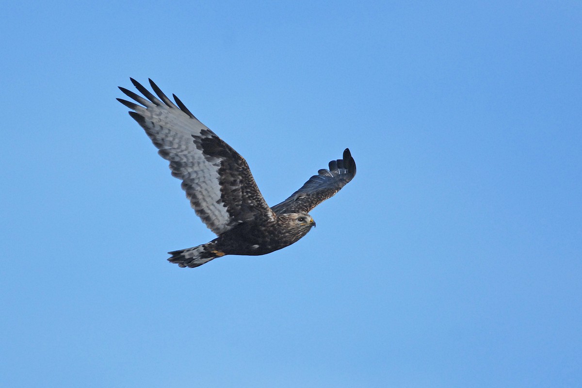 Rough-legged Hawk - ML139618641