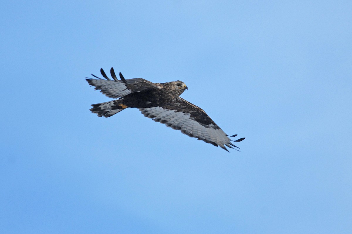 Rough-legged Hawk - ML139618651