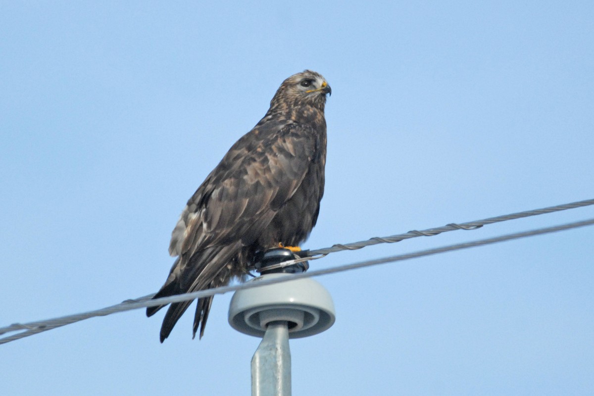 Rough-legged Hawk - ML139618671