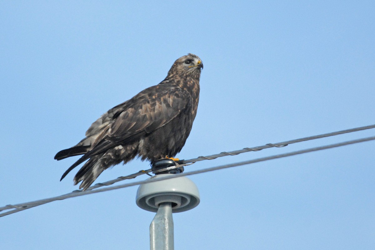 Rough-legged Hawk - ML139618681