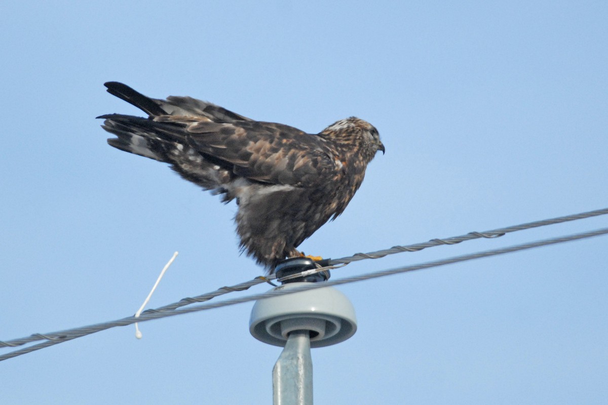 Rough-legged Hawk - ML139618691