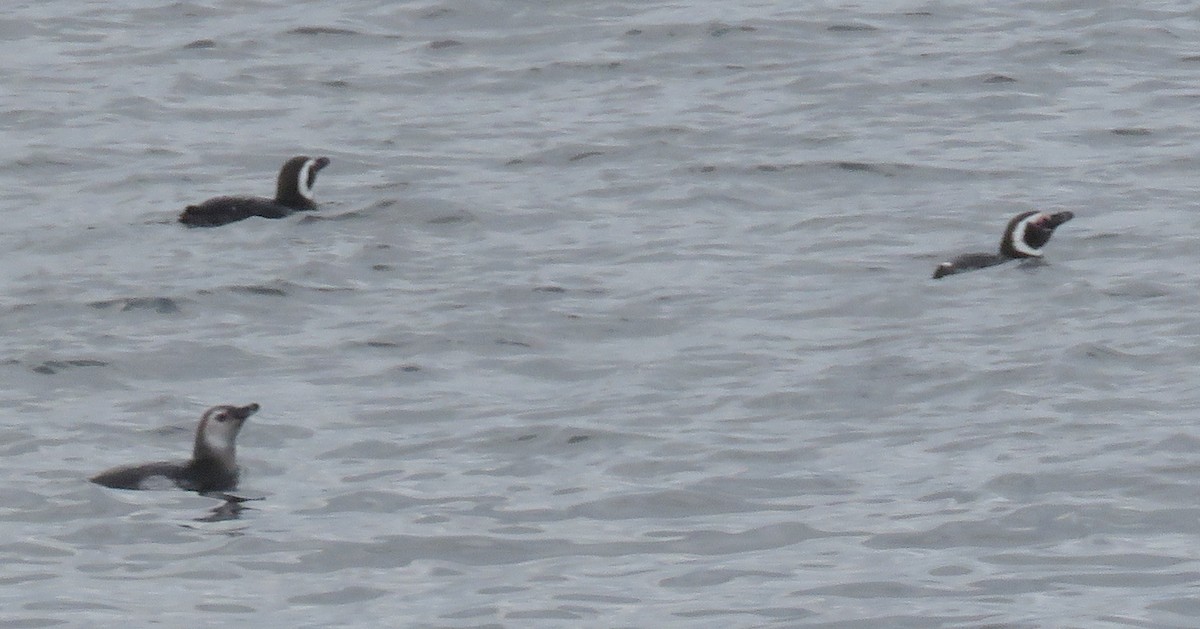 Magellanic Penguin - ML139619041