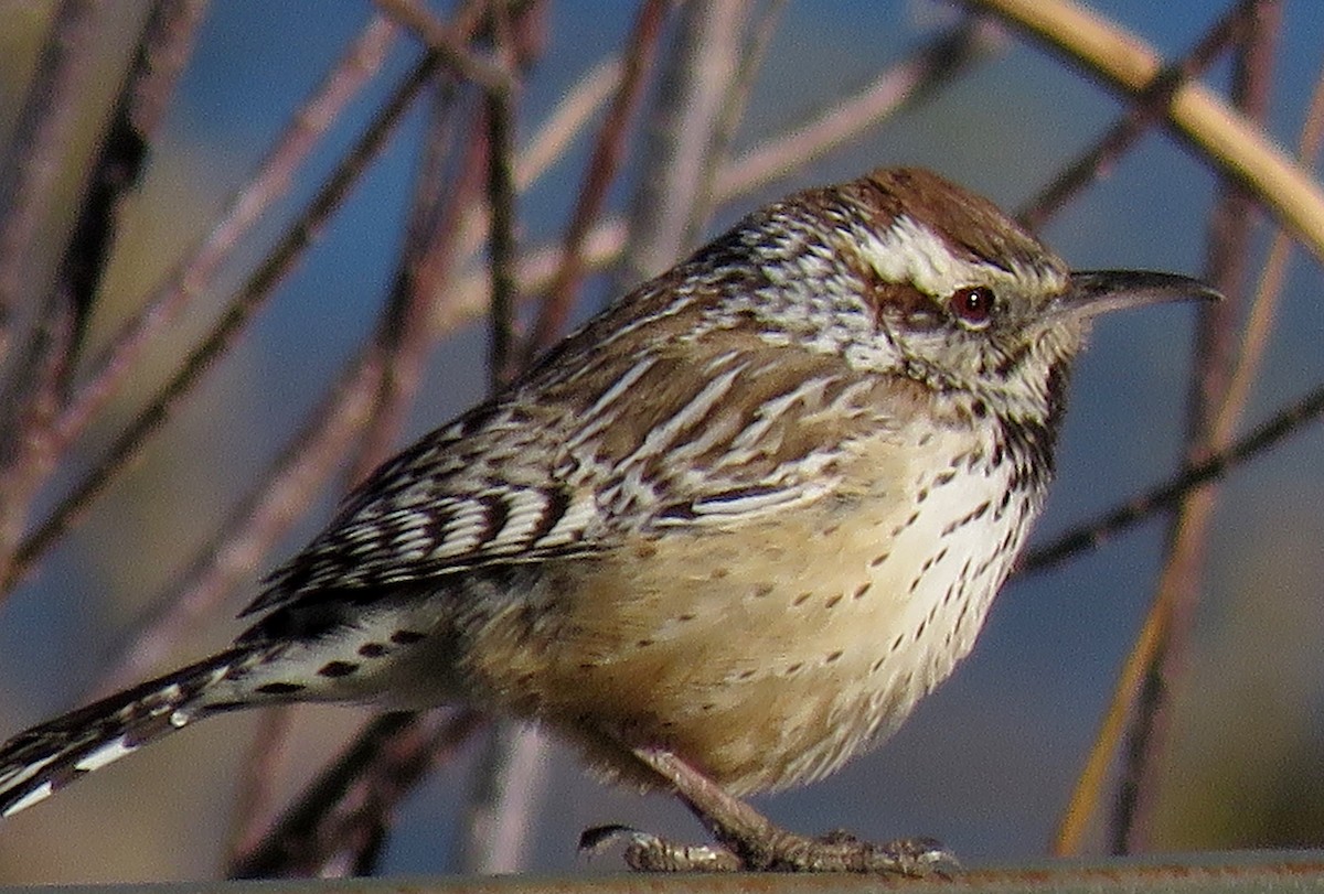 Cactus Wren - Ed Dunn