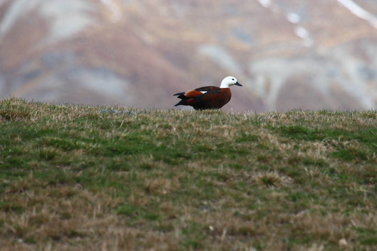 Paradise Shelduck - ML139619751