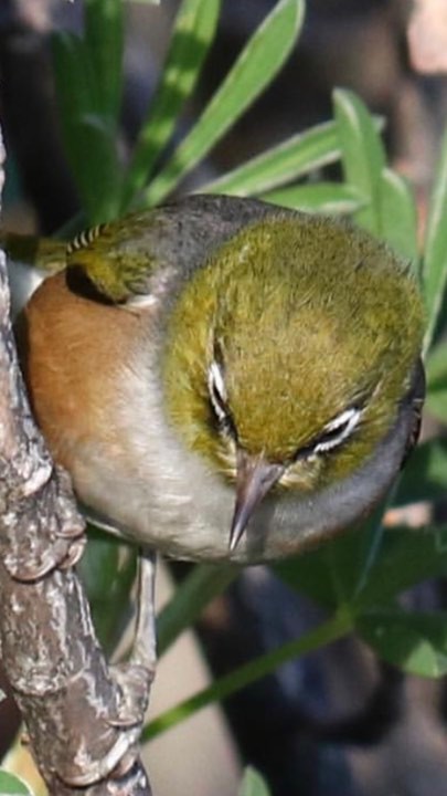 Silvereye - ML139620111