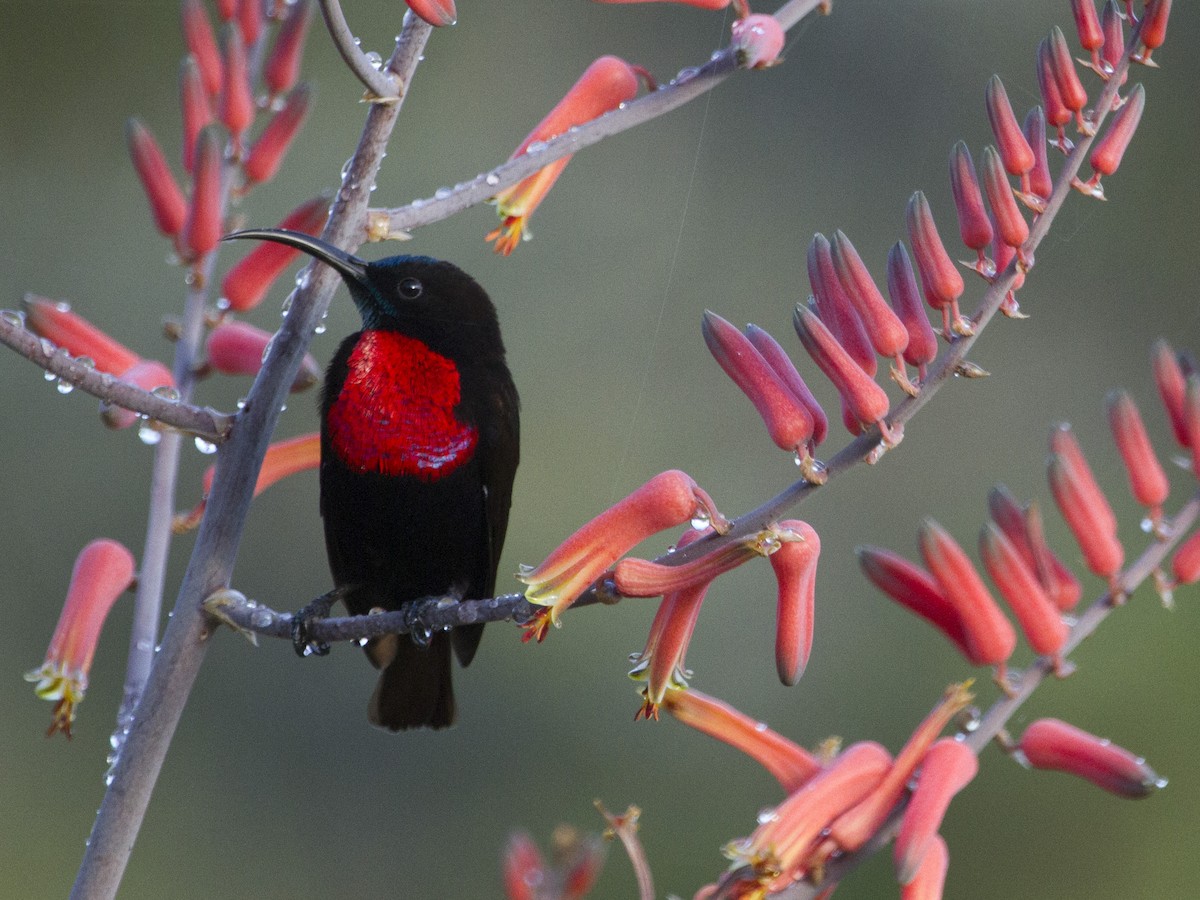 Scarlet-chested Sunbird - ML139621441