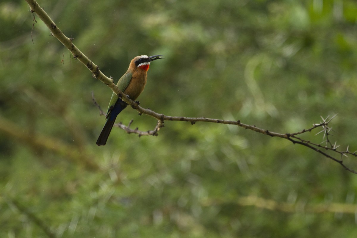 White-fronted Bee-eater - ML139622101