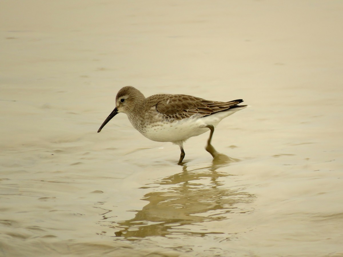 Dunlin - Tim Carney