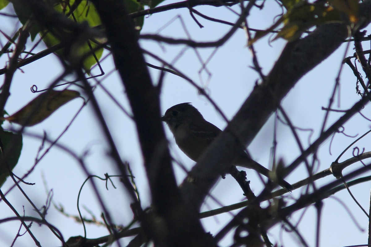 Pileated Flycatcher - ML139624131