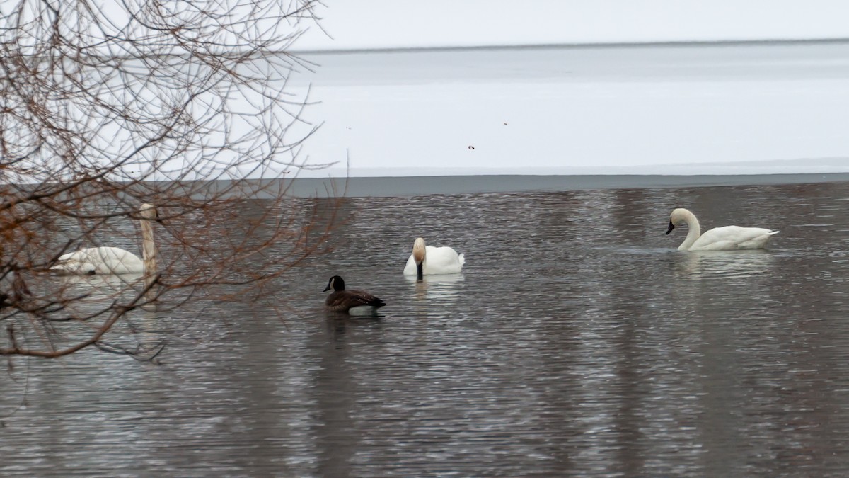 Tundra Swan - Robert Danley