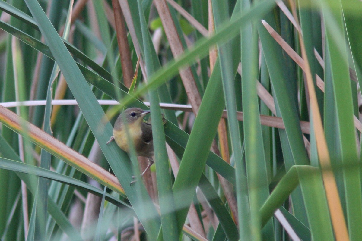 Altamira Yellowthroat - ML139626521