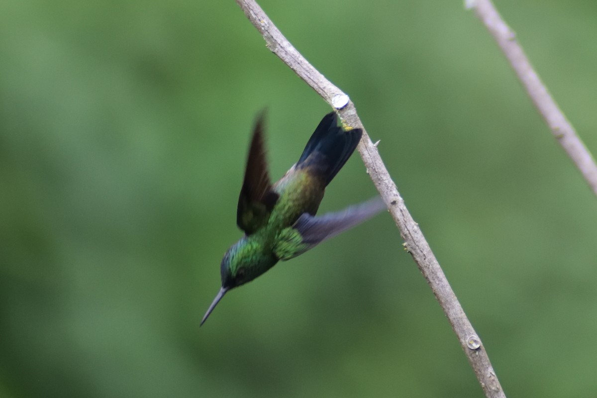 Western Emerald - CARLOS ARIEL LOPEZ ZULETA