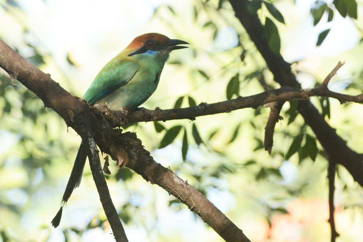 Russet-crowned Motmot - ML139632551