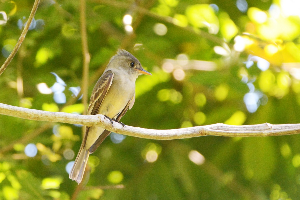 Mexikoschnäppertyrann - ML139632821