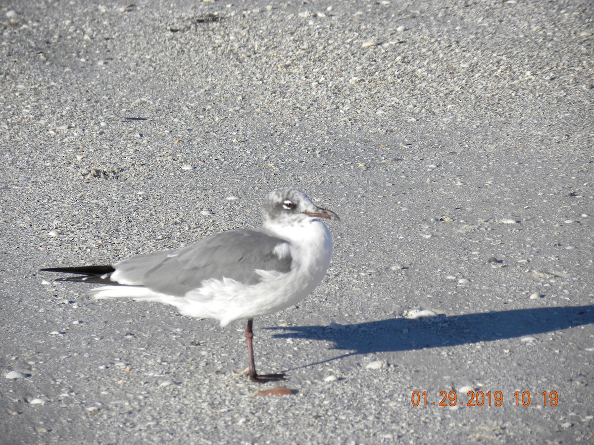 Laughing Gull - ML139633001