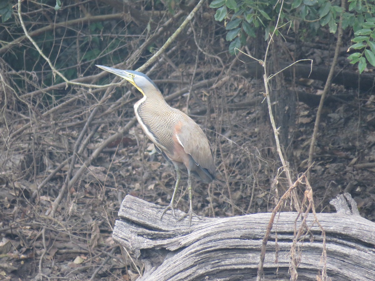 Bare-throated Tiger-Heron - ML139633181