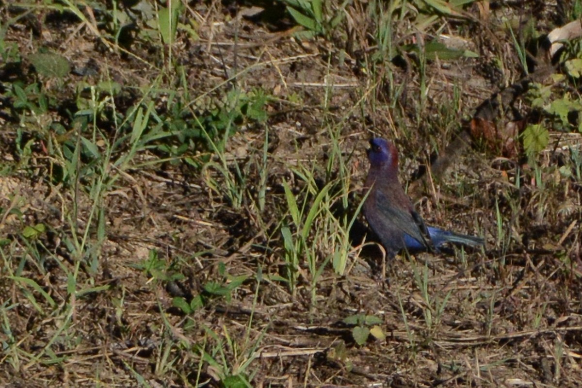 Varied Bunting - ML139633371